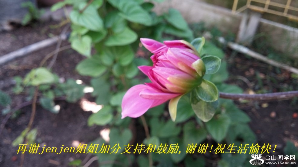 再谢jenjen姐姐加分支持和鼓励,谢谢!祝生活愉快!.jpg