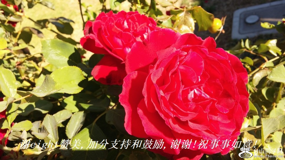 谢eight赞美,加分支持和鼓励,谢谢!祝事事如意!.jpg