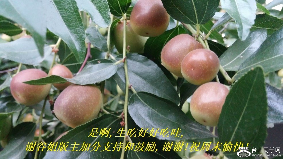是啊,生吃好好吃哇,谢谷姐版主加分支持和鼓励,谢谢!祝周末愉快!.jpg