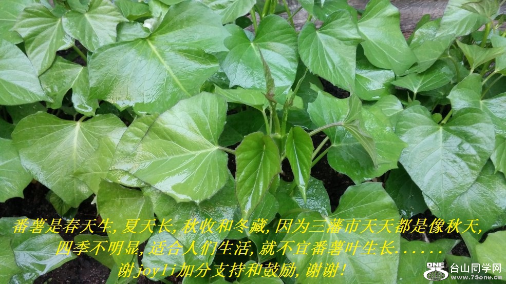 Ǵ,쳤,պͶ,Ϊ춼һ,ļ,ʺ,Ͳ˷Ҷ