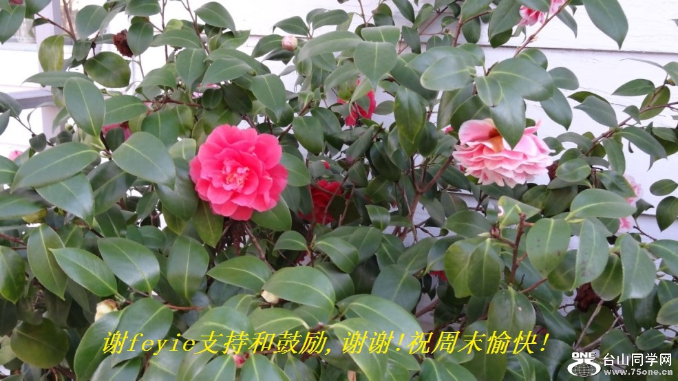 谢feyie支持和鼓励,谢谢!祝周末愉快!.jpg