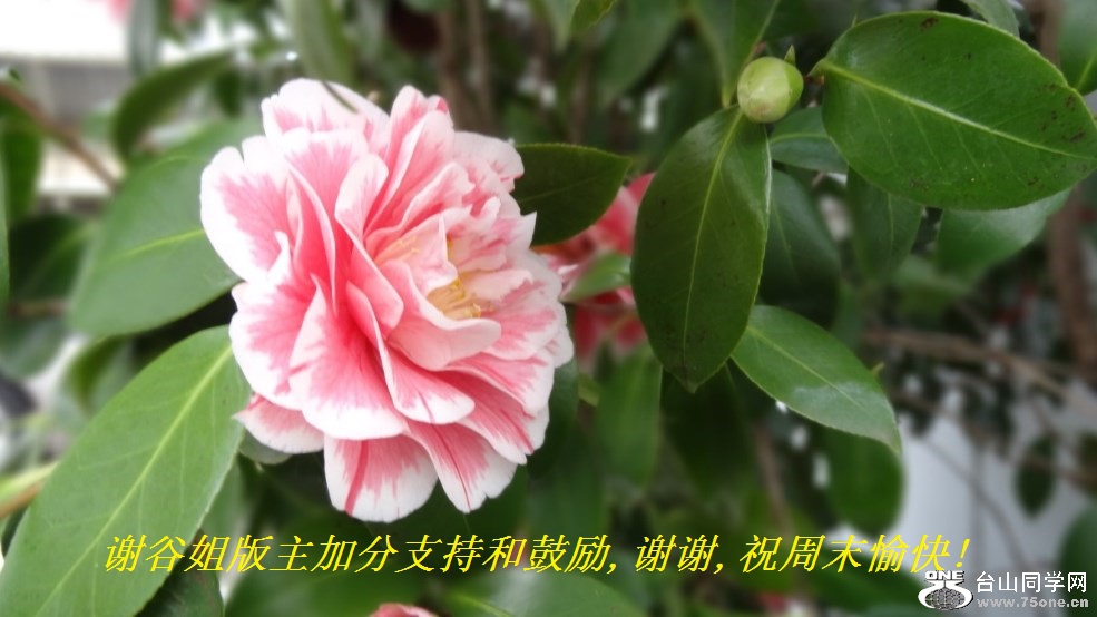 谢谷姐版主加分支持和鼓励,谢谢,祝周末愉快!.jpg
