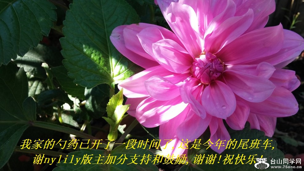 我家的勺药已开了一段时间了,这是今年的尾班车,谢nylily版主加分支持和鼓励,谢谢!祝快乐!.jpg