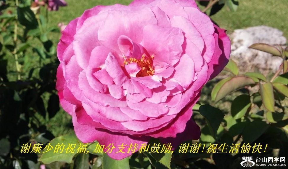 谢康少的祝福,加分支持和鼓励,谢谢!祝生活愉快!.jpg