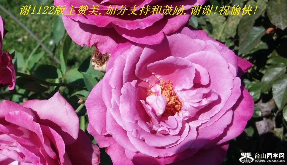 谢1122版主赞美,加分支持和鼓励,谢谢!祝愉快!.jpg