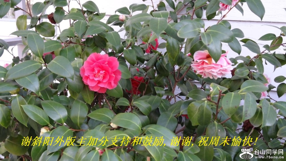 谢斜阳外版主加分支持和鼓励,谢谢,祝周末愉快!.jpg