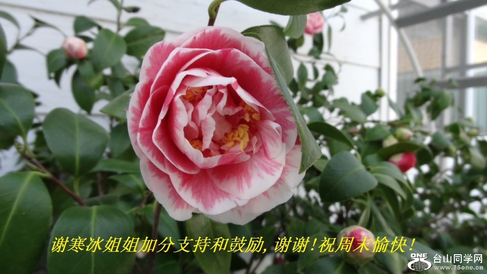 谢寒冰姐姐加分支持和鼓励,谢谢!祝周末愉快!.jpg
