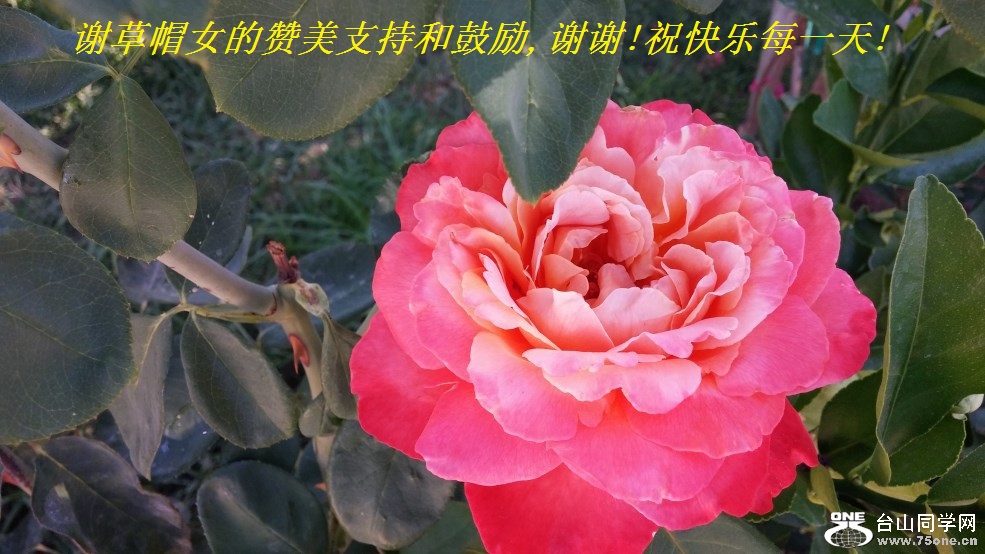 谢草帽女的赞美支持和鼓励,谢谢!祝快乐每一天!.jpg