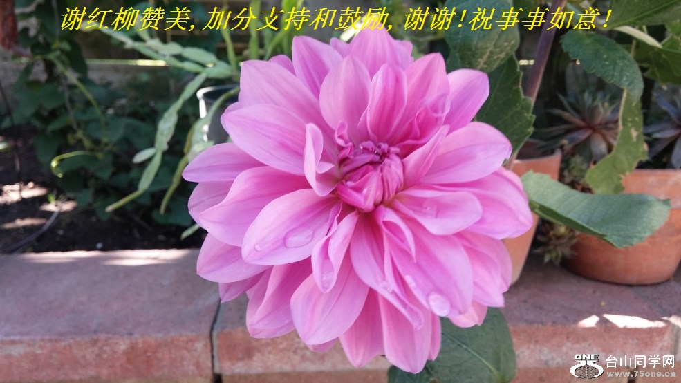 谢红柳赞美,加分支持和鼓励,谢谢!祝事事如意!.jpg
