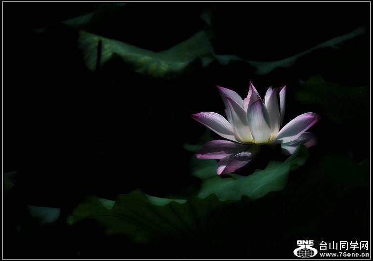DSC_4231.jpg