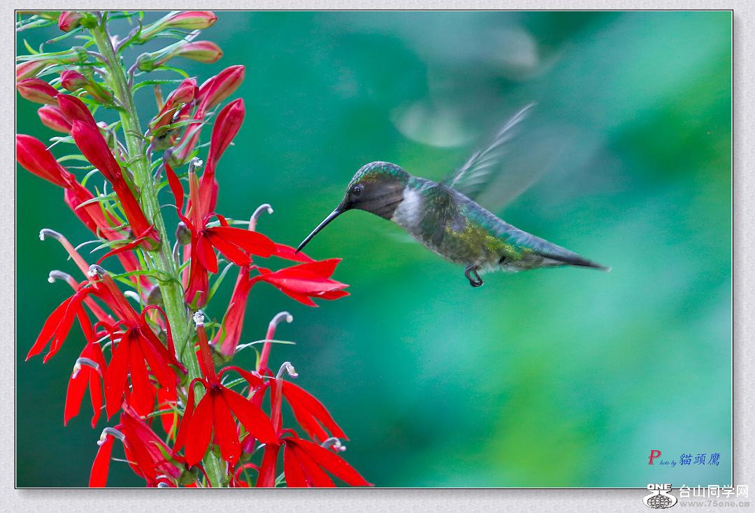 }u -7-31-15-B 268-4.jpg