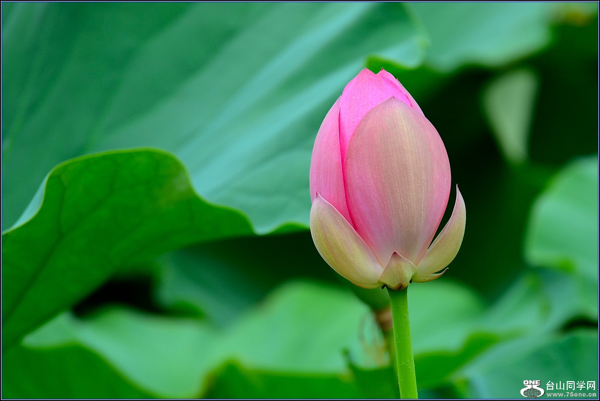 DSC_4156.jpg