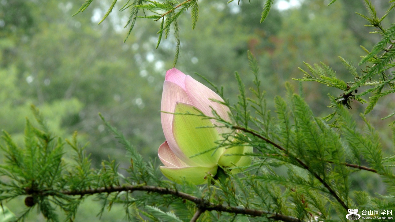 l2440450_conew1.jpg