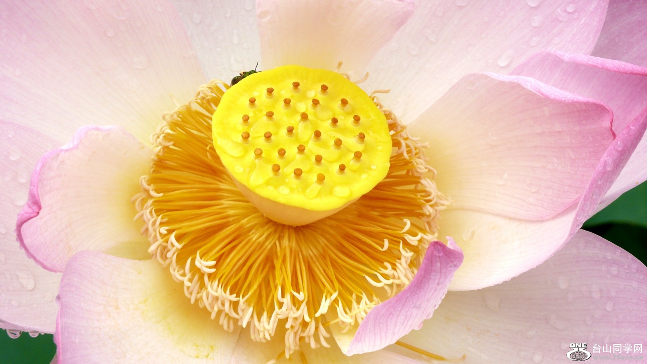 l2440396_conew1.jpg