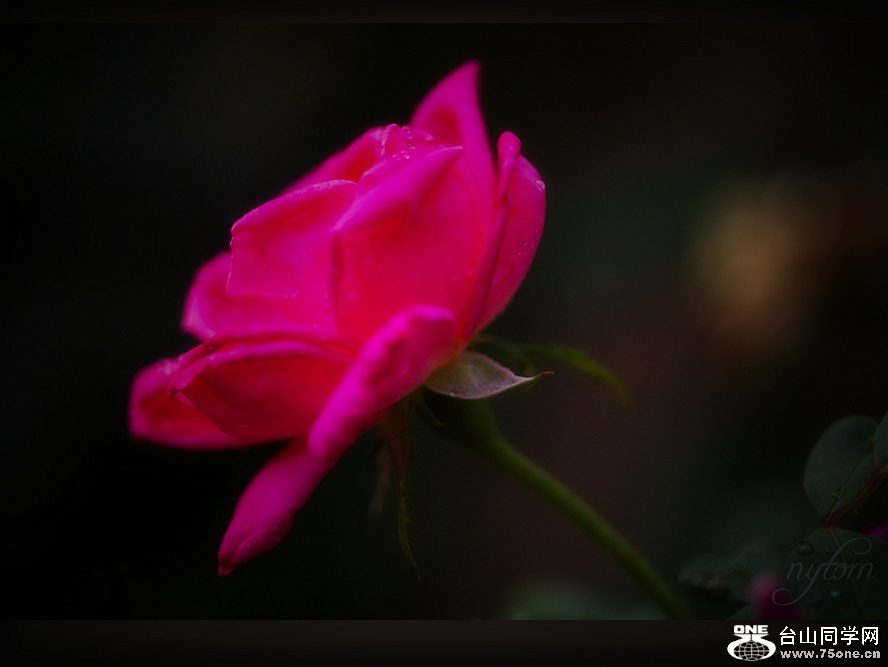 DSC_2568_.jpg