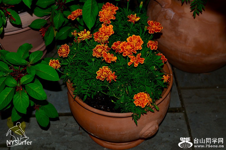 DSC_21257.jpg
