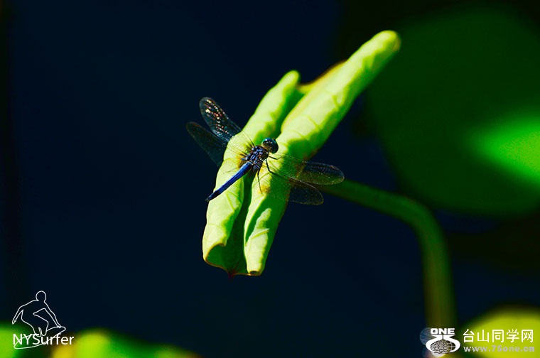 DSC_21169.jpg