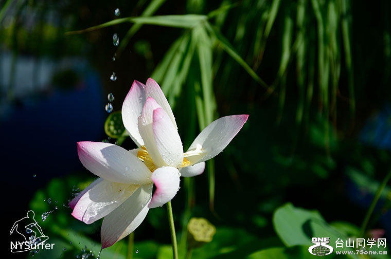 DSC_11877.jpg