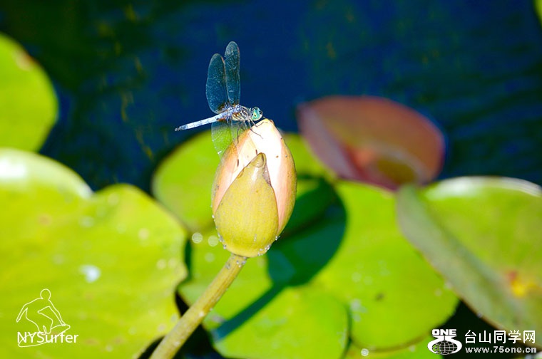DSC_21025.jpg