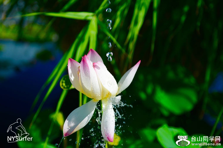 DSC_11859.jpg