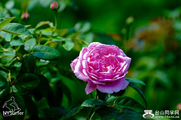 DSC_11396_1024.jpg