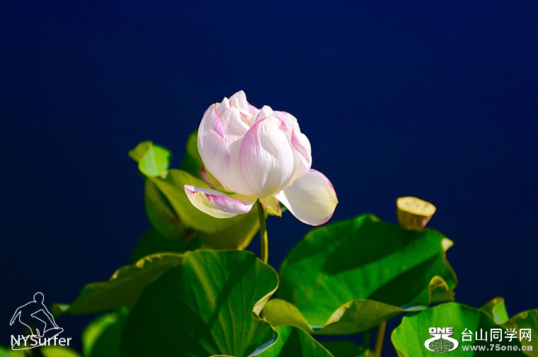DSC_11795.jpg
