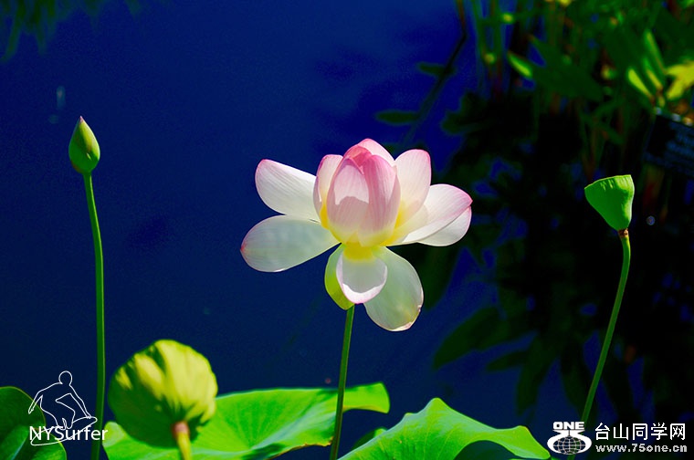DSC_11815.jpg