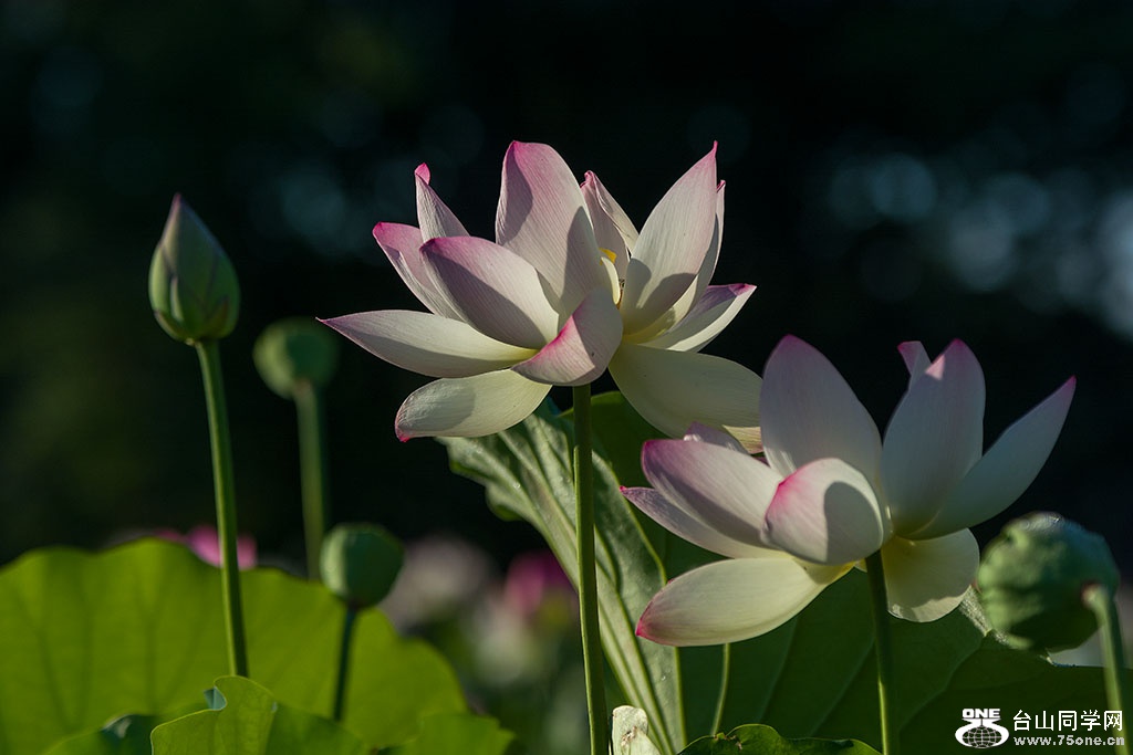 DSC_4019.jpg