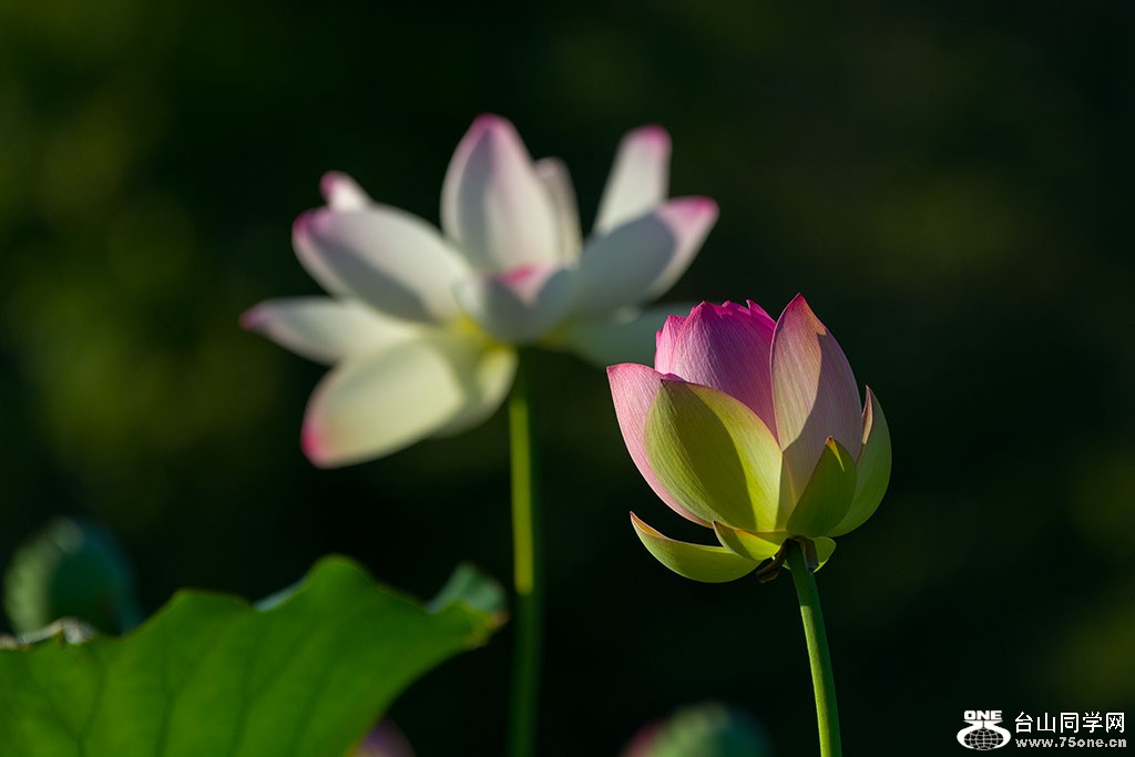 DSC_4034.jpg