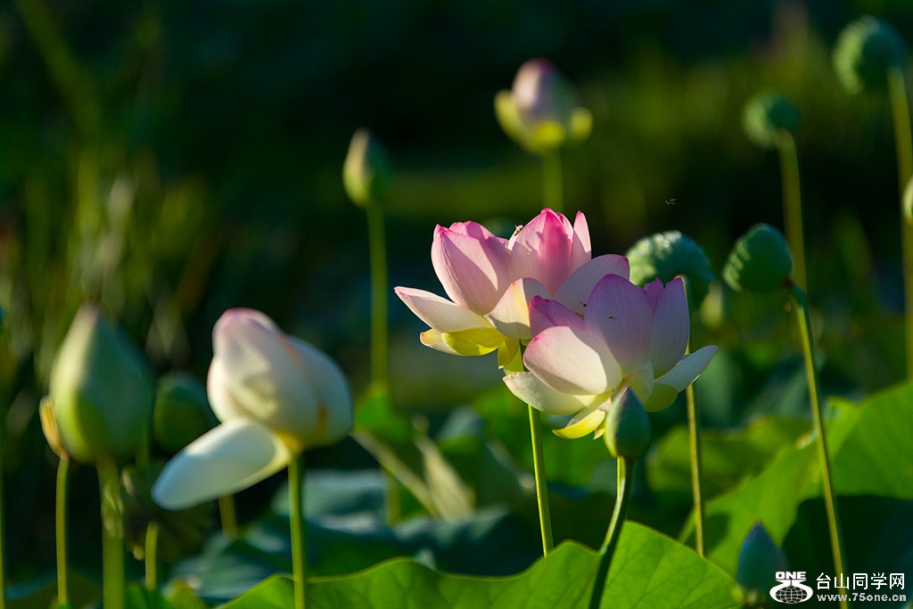 DSC_3978.jpg