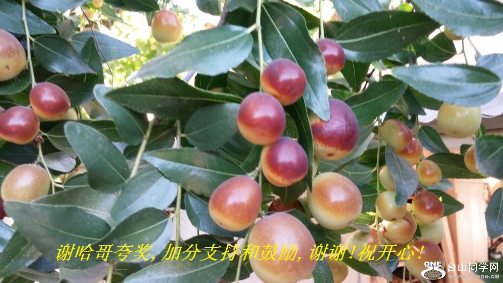 谢哈哥夸奖,加分支持和鼓励,谢谢!祝开心!.jpg