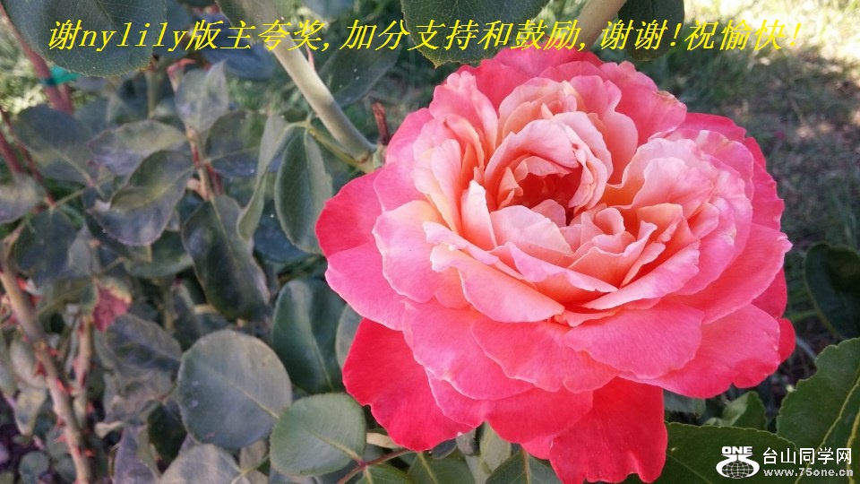 谢nylily版主夸奖,加分支持和鼓励,谢谢!祝愉快!.jpg