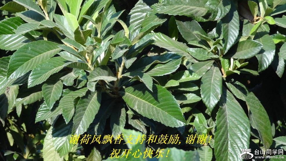谢荷风飘香支持和鼓励,谢谢!祝开心快乐!.jpg