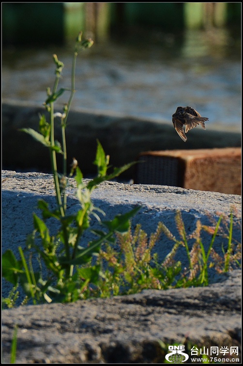 DSC_2702.jpg