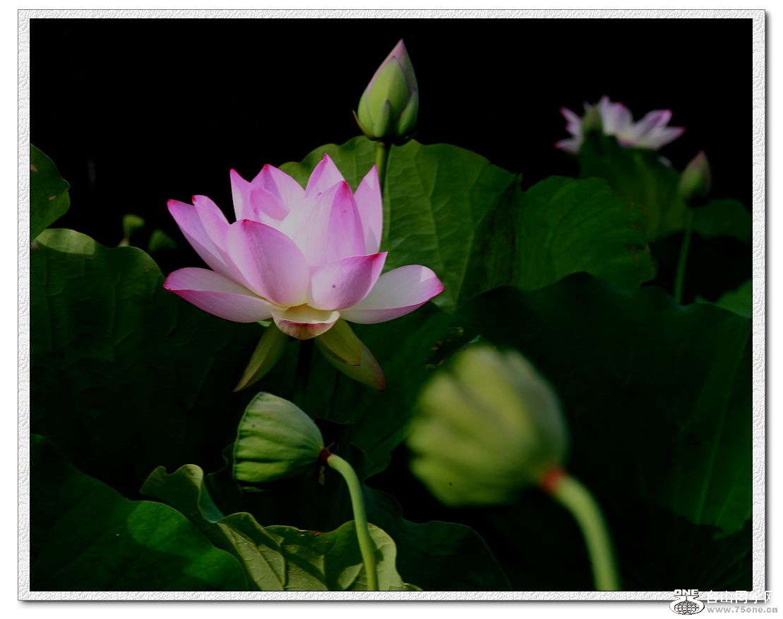 IMG_3846a.jpg