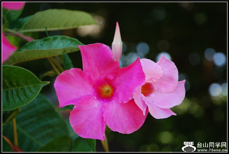 DSC_0083.jpg