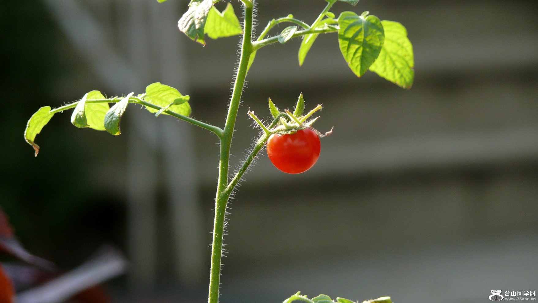 l2450756_conew1.jpg