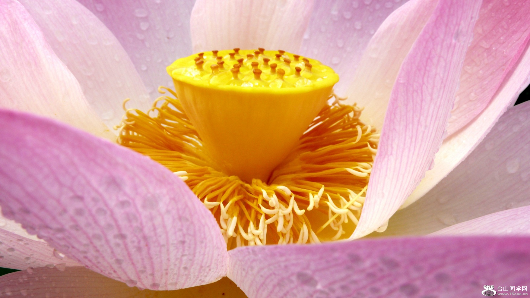 l2440401_conew2.jpg