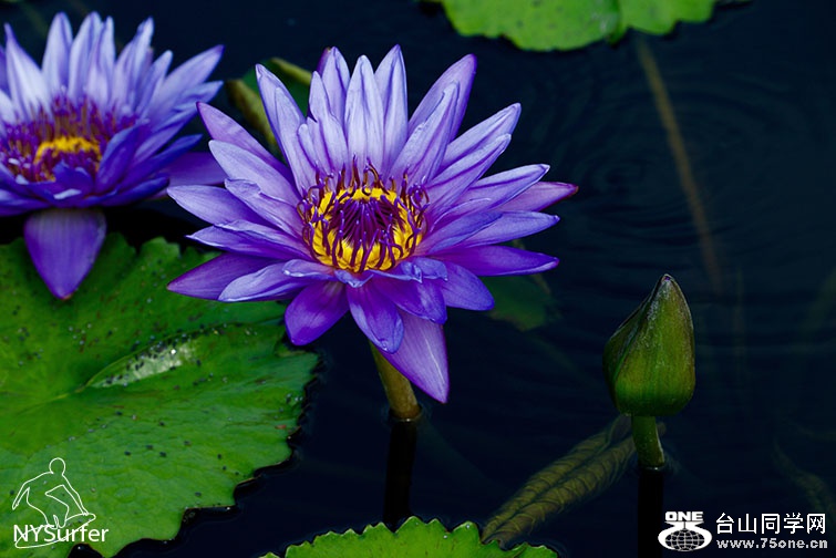 DSC_2354 2.jpg