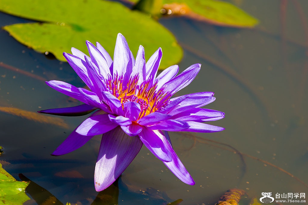 DSC_6553.jpg