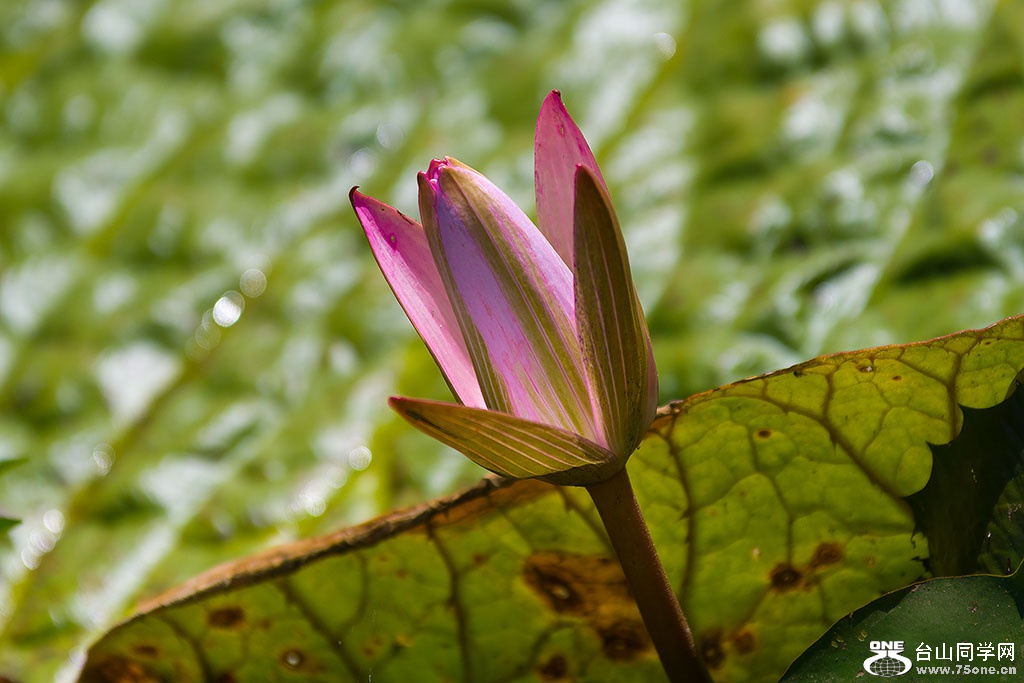 DSC_6532.jpg
