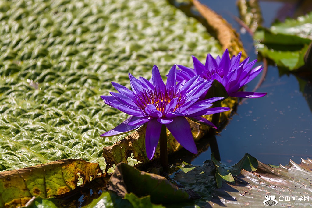 DSC_6508.jpg