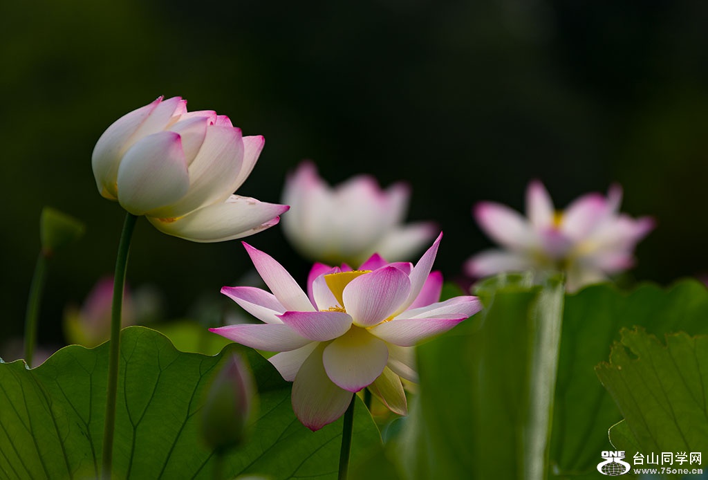 DSC_4916.jpg
