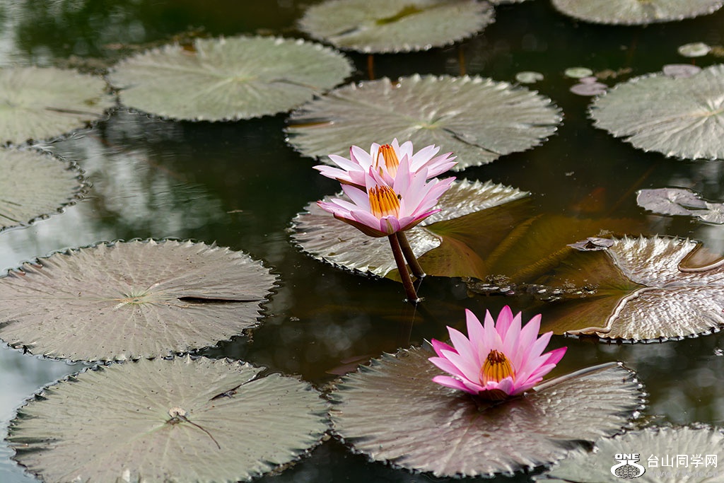 DSC_5007.jpg