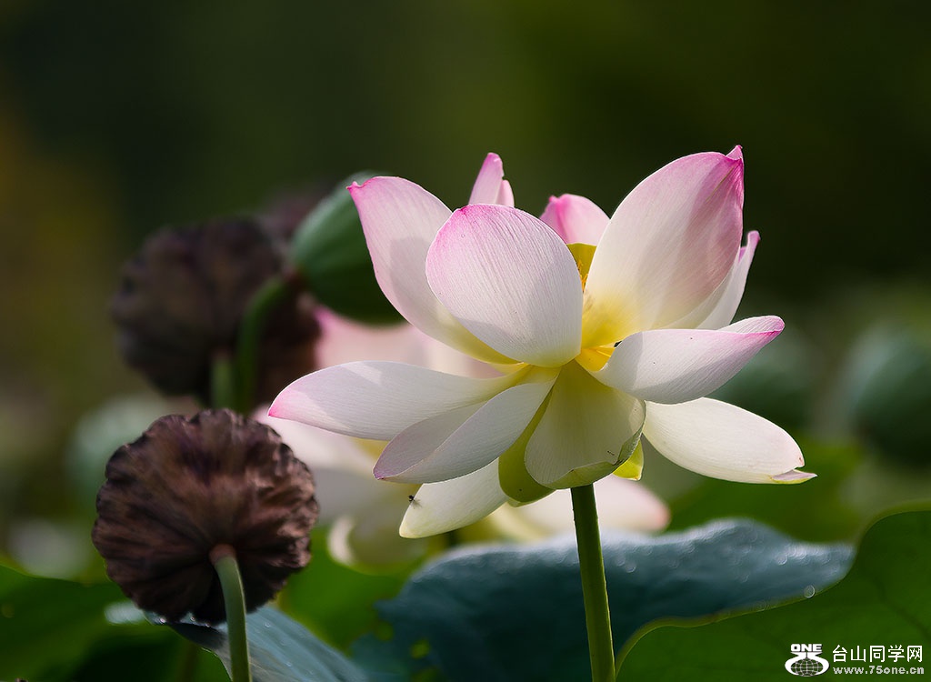 DSC_4953-1.jpg