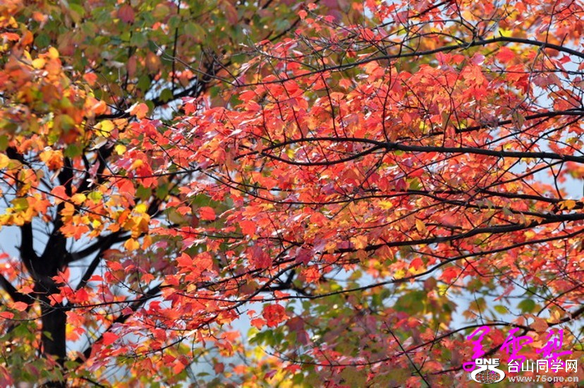 DSC_1120_conew1.jpg