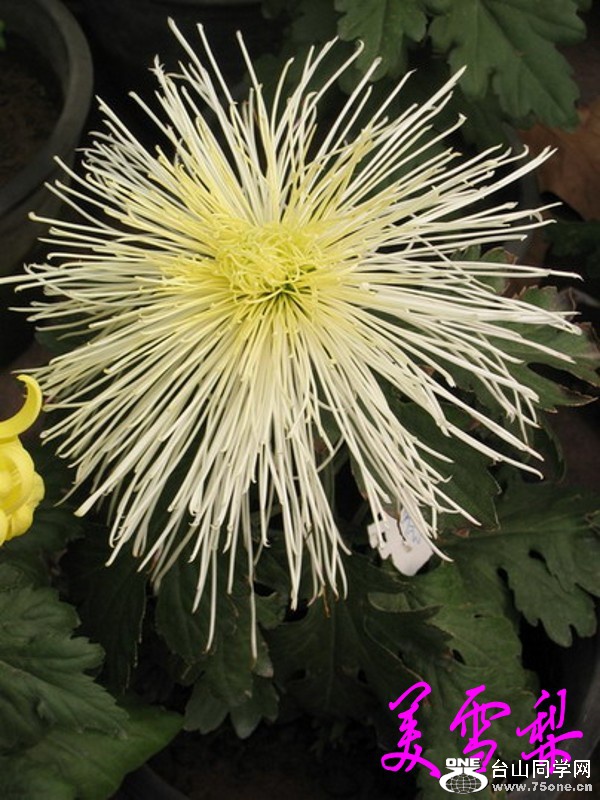 DSC_126_conew1.jpg