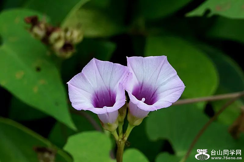 psb (13).jpg