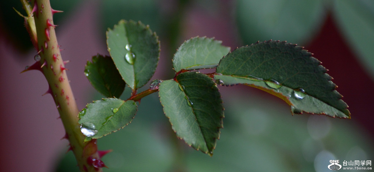 DSC_9483_38.jpg