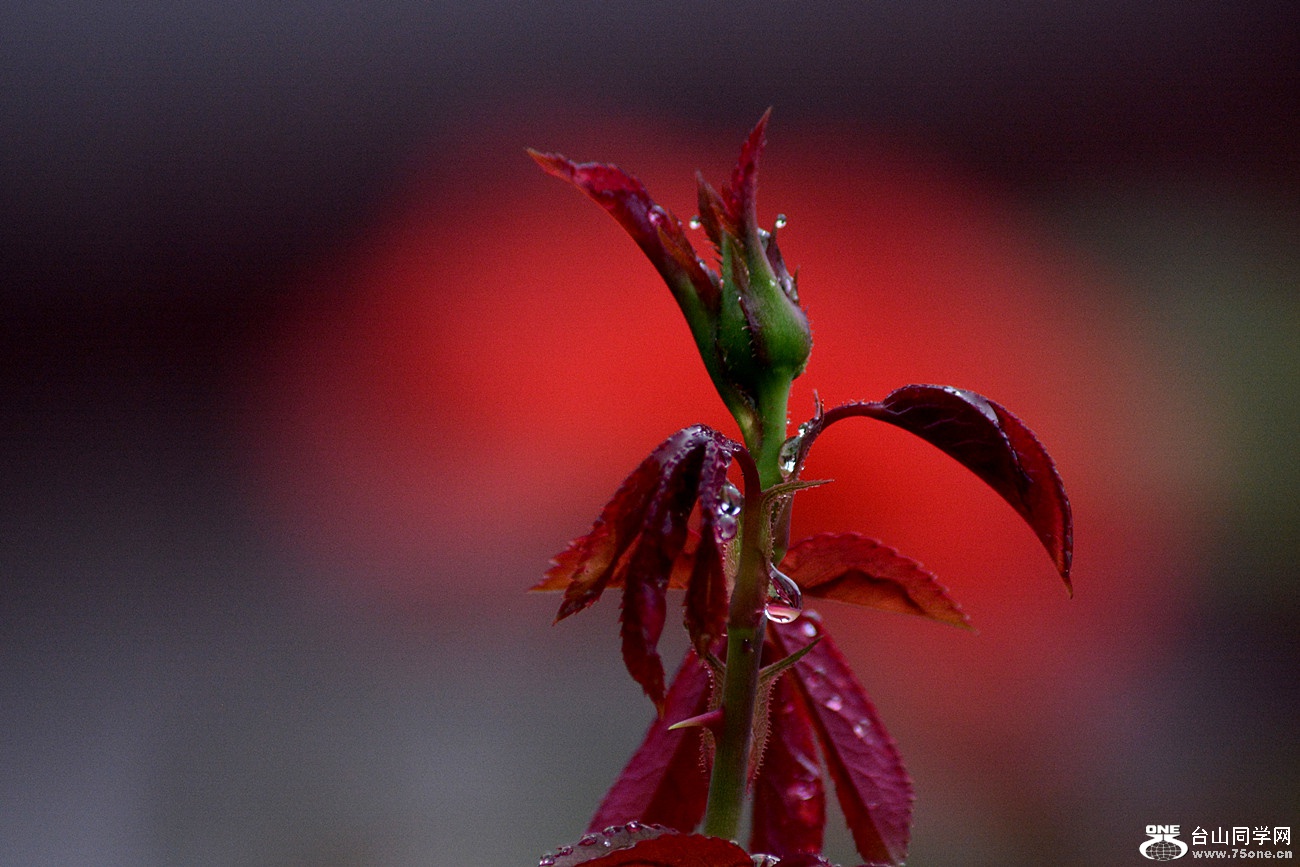DSC_9377_47.jpg